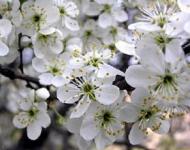 «Праздник цветения вишни» пройдет в Бутурлинском районе 14 и 15 мая 