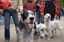 Семь площадок для выгула собак появятся в Нижнем Новгороде в 2021 году 
