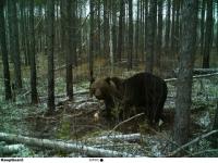 Медведь восемь дней ел лося в Керженском заповеднике 