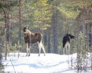 Специальные кормушки для животных появились зимой в нижегородских лесах 