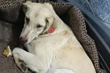 Нижегородские волонтеры приютили подброшенную в санаторий собаку 