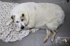 Самый толстый пес России из Нижнего Новгорода ищет новый дом 
