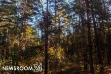 Осенью в Нижегородской области высадят более тысячи гектар леса 