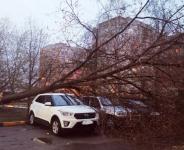 38 деревьев упали в Нижнем Новгороде из-за сильного ветра в выходные  