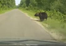 Появилось видео нападения медведя на автомобиль в Нижегородской области 