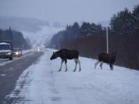 Водитель погиб в ДТП с участием лося в Нижегородской области 