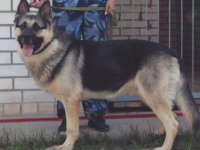 Нижегородское ГУФСИН ищет хозяев для шести служебных собак на пенсии 