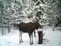 Охота на лося окажется под запретом в Нижегородской области с 11 января 