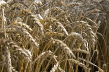 Нижегородские аграрии собрали 2 млн тонн зерна с 94% полей 
