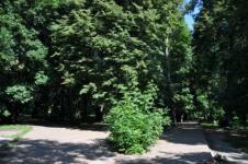 В парке «Швейцария» Нижнего Новгорода вырубили 287 аварийных деревьев 