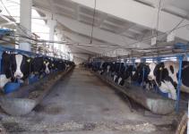Нижегородская область вошла в пятерку лидеров по производству молока 