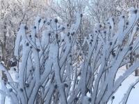Теплые и снежные выходных ждут нижегородцев со 2 января 