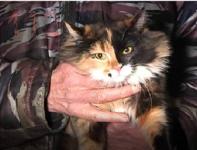 Кошка спасла жильцов нижегородской пятиэтажки от пожара 