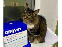 14 кошек привезли в нижегородский приют с Донбасса 