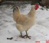 Цены на курицу в Нижегородской области выросли на 46% 