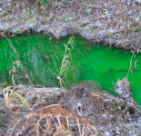 Стала известна причина позеленения воды в Кстовском районе 