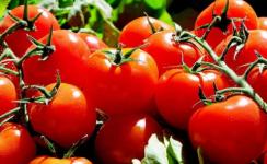 В два раза выросло производство тепличных овощей в Нижегородской области  