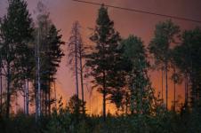Фронт лесного пожара подобрался к Сарову на 1,5 км 
