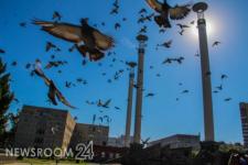 Вспышка орнитоза у птиц зафиксирована в Нижегородской области  