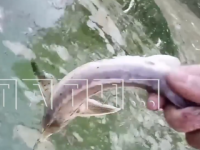 Массовый мор рыбы обнаружили на Волге в Городецком районе 