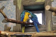 Мечтавшая о попугае нижегородка лишилась 55 тысяч рублей из-за мошенников 