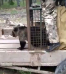 Нижегородцы прикормили дикого медведя в Лысковском районе 