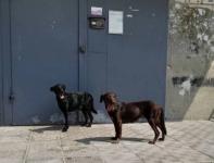 Запертых в квартире после суда над хозяином собак спасли в Дзержинске 