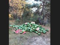 Свалку арбузов устроили в лесном массиве в Балахнинском районе 