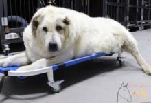 Страдающий от ожирения нижегородский пес Кругетс должен сбросить еще 10 кг 