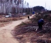 Спиленный лес массово разбирают по домам жители Заволжья 