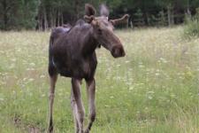 Охота на лосей закрылась в Нижегородской области 