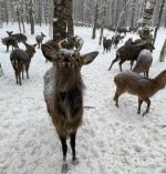 Нижегородцы заявили о погибающих оленях на территории завода в Дзержинске 